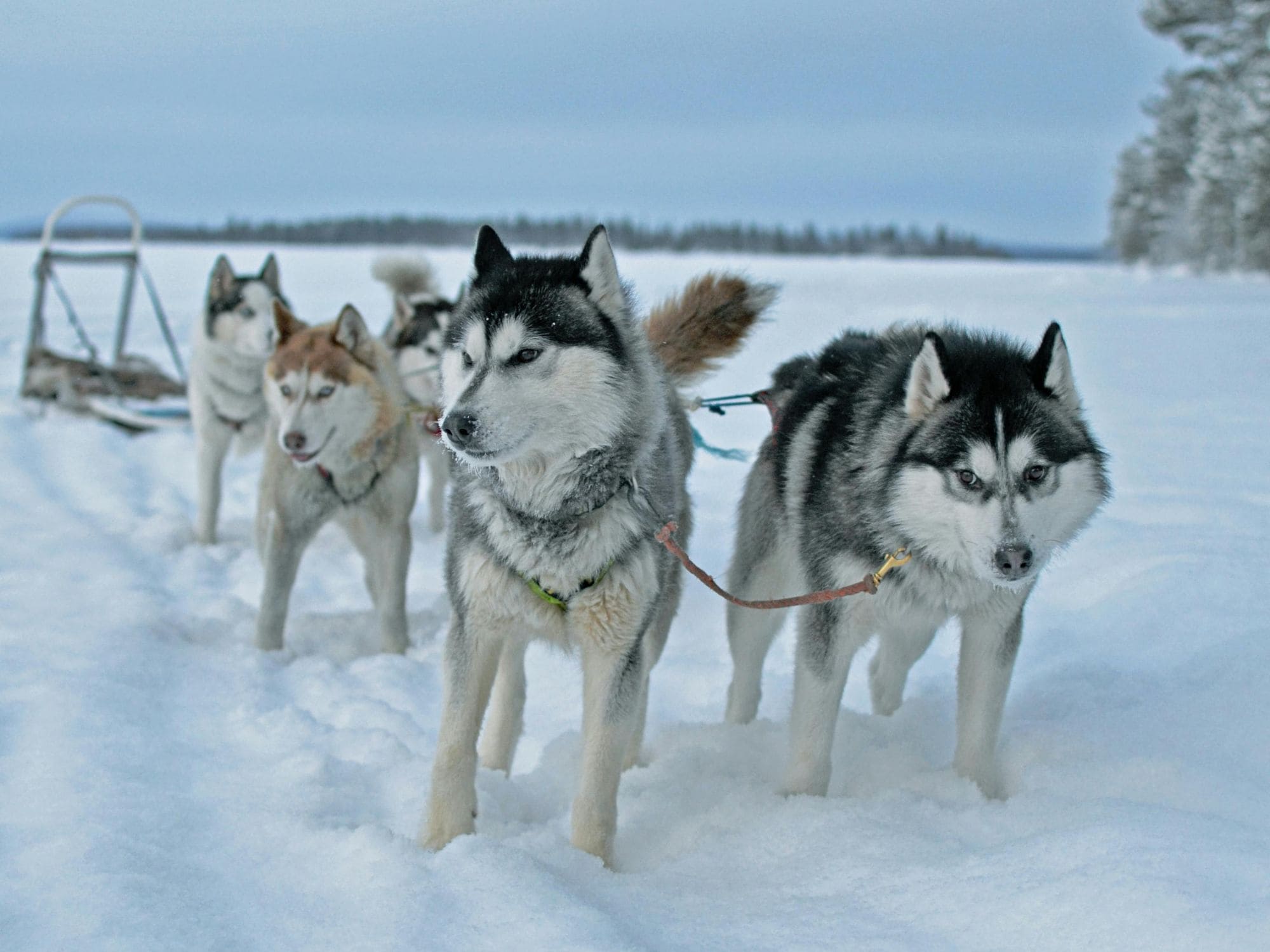 Lapland foto voor website 2